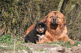 DOGUE DU TIBET 497